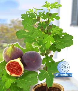BALDUR-Garten Frucht-Feige "Rouge de Bordeaux" groß, 1 Pflanze, Ficus carica Feigenbaum winterhart (bis minus 15 °), pflegeleicht, für Standort in der Sonne geeignet