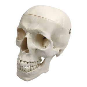 1: 1 Menschlichen Schädel Resinmodell Medizinischen Lehre Skelett Totenschädel Kopf Modell