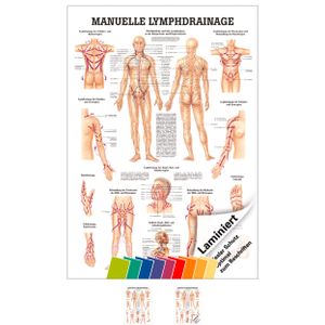 Manuelle Lymphdrainage Mini-Poster Anatomie 34x24 cm medizinische Lehrmittel