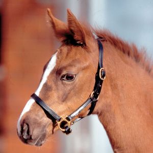 Waldhausen Fohlenhalfter Star Halfter Leder Fohlen Lederhalfter Schwarz