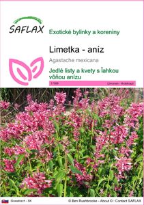SAFLAX - Limetka - aníz - Agastache mexicana - 50 Semená