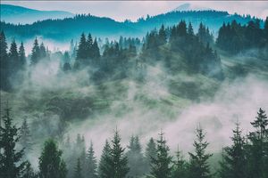 Muralo fototapeta les v hmle 368 (Š) x 254 (V) cm netkaná tapeta horská tapeta stromy obývacia izba spálňa moderné fototapety XXL krajina panoráma nástenná dekorácia