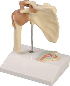 Erler-Zimmer Mini model ramenního kloubu s průřezem