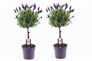 Plant in a Box - Lavandula stoechas 'Anouk' - Lavendelbaum - 2er Set - Topf 15cm - Höhe 45-55cm