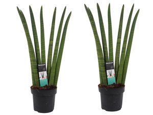 Pokojové rostliny - 2 × Sansevieria - Výška: 60 cm