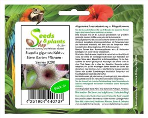 5x Stapelia gigantea Kaktus Stern Garten Pflanzen - Samen B290