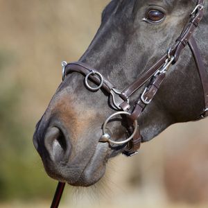 Kieffer Kappzaum Ultrasoft  - braun - Warmblut
