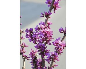 Judasbaum FloraSelf Cercis chinensis 'Avondale' H 40-60 cm Co 6 L