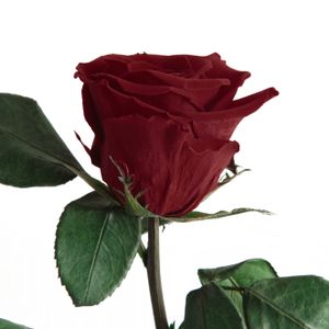 Echte Rose mit Stiel 45-50cm lang haltbar 3 Jahre Infinity Rosen konserviert, Bordeaux