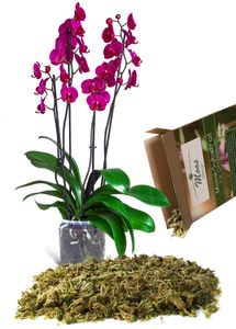 Orchideensubstrat aus Moos (125g)
