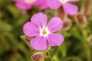 Kissen-Seifenkraut Saponaria ocymoides P 0,5