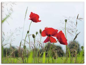 Andrea Potratz: Mohnblumen, Produkt:Leinwand, Größe:30x40 cm / Leinwand