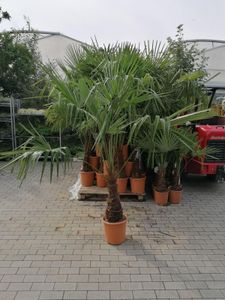 XXL winterharte Palme Hanfpalme 180-220 cm -18 °C Trachycarpus Fortunei