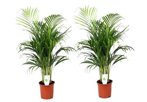 Plant in a Box - Dypsis Lutescens - Areca Goldfruchtpalme - 2er Set - Zimmerpflanze - Palme - Luftreinigende palme - Topf 21cm - Höhe 100-120cm