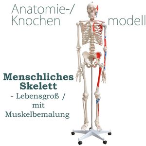 Anatomie Modell Skelett Knochen Körper Mensch Muskeln Medizin Skeleton Menschliches Skelett Lebensgroß 175 cm mit Ständer Menschen Körper Lehrmodelle MedMod