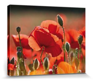 Mohnblumen Poster Leinwandbild Auf Keilrahmen - Rote Mohnblumen, Blüten Und Knospen (40 x 50 cm)