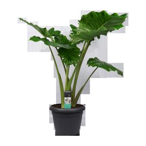 Zimmerpflanze von Botanicly – Elefantenohr – Höhe: 120 cm – Alocasia portodora