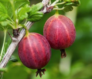 Dehner Bio Stachelbeere Captivator, Ribes uva-crispa, selbstbefruchtender Beerenstrauch, rote Früchte, 30-50 cm, Ø Topf 13 cm, Beerenobst