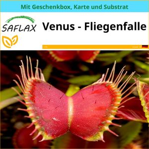 SAFLAX Geschenk Set - Venus - Fliegenfalle - Dionaea muscipula - 10 Samen - Mit Geschenkbox, Versandaufkleber, Geschenkkarte und Anzuchtsubstrat