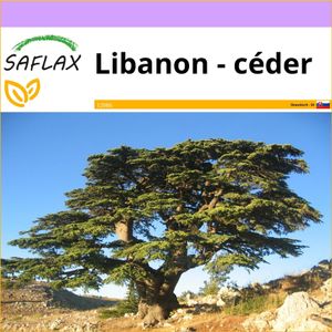 SAFLAX - Libanon - céder - Cedrus libani - 20 Semená