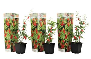 Plant in a Box - Lycium barbarum - 3er Set - Gemeiner Bocksdorn - Topf 9cm - Höhe 25-40cm