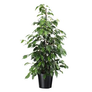 Plant in a Box - Ficus benjamina Danielle - Echte Zimmerpflanzen groß - Geigenpflanze - Topf 21cm - Höhe 100-110cm