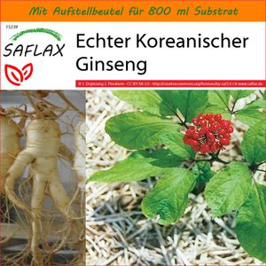 SAFLAX - Garden in the Bag - Heilpflanzen - Echter Koreanischer Ginseng - 10 Samen - Mit Anzuchtsubstrat im praktischen, selbst aufstellenden Beutel - Panax ginseng