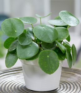 BALDUR-Garten Pfannkuchenpflanze, 1 Pflanze, Chinesischer Geldbaum Pilea peperomiodes Zimmerpflanze, Grünpflanze, mehrjährig - frostfrei halten, pflegeleicht, Wasserbedarf gering