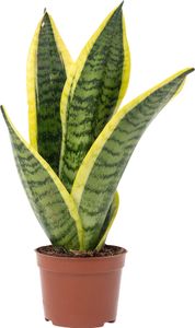 Bogenhanf - Sansevieria trifasciata Superba - Höhe ca. 30 cm, Topf-Ø 9 cm