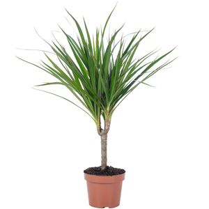 Drachenbaum - pflegeleichte Zimmerpflanze, Dracaena Marginata - Höhe ca. 35 cm, Topf-Ø 12 cm