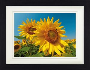 Blumen Gerahmtes Poster Für Fans Und Sammler - Sonnenblumen-Feld (30 x 40 cm)