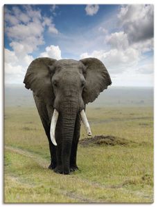 ARTland Leinwandbilder Elefant Größe: 30x40 cm