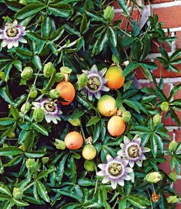 BALDUR-Garten Exotisch Maracuja-Pflanze 1 Pflanze, Passiflora edulis Passionsblume Passionsfrucht,Kletterpflanze, essbar Früchte, mehrjährig - frostfrei halten, blühend