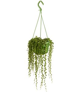 Dehner Erbsenpflanze Perlenschnur, hängender Wuchs, ca. 25-35 cm, Ø Topf 14 cm, Sukkulente