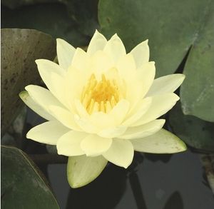 Seerose FloraSelf Nymphaea-Cultivars 'Joey Tomocik' H 5-30 cm Co 1 L