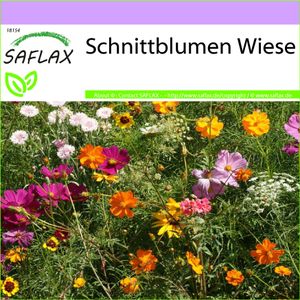 SAFLAX - Wildblumen: Schnittblumen Wiese - 1000 Samen - 20 Wildflower Mix