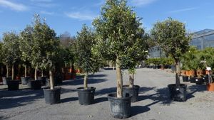 Olivenbaum Olive '20 Jahre' 150 - 160 cm, beste Qualität, Stammumfang 25 - 30 cm, winterhart, Olea Europaea