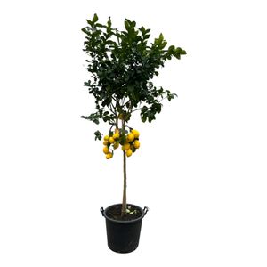 Obstbaum – Zitronenbaum (Citrus Lemon) – Höhe: 260 cm – von Botanicly
