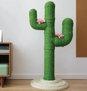 Purplerain – Kratzstamm Kaktus mit Blumen, 70 cm hoch