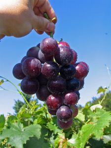 Vitis vinifera Kyoho - dunkelrote Pflaumentraube Weinrebe Tafeltraube - gute Pilztoleranz