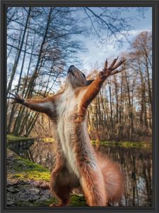 Lustiges Eichhörnchen steht im Wald im Schattenfugen Bilderrahmen / Format: 80x60 im Schattenfugen-Bilderrahmen / Kunstdruck auf hochwertigem Galeriekarton / hochwertige Leinwandbild Alternative