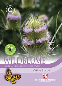 Wildblume Wilde Karde | Wildblumensamen von Thompson & Morgan