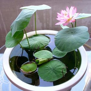 20 Stück Mix Lotussamen Seerose Bonsai Balkon Garten Hydrokultur Blumenpflanze
