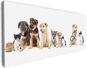 Wallario Premium Leinwandbild Süße Haustiere - Katzen  Hunde  Hamster  Küken I in Größe 50 x 125 cm