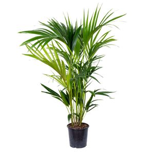 Howea Forsteriana - Kentia-Palme - Zimmerpflanze - Luftreinigend – ⌀19 cm - ↕90-100 cm