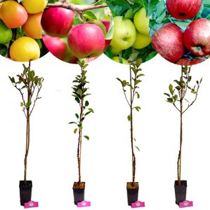 Set mit 4 Apfelbäumen – „Golden Delicious“, „Red Delicious“, „Sweet Summer“, „Champion“ – Höhe +80 cm – 1,5-Liter-Topf