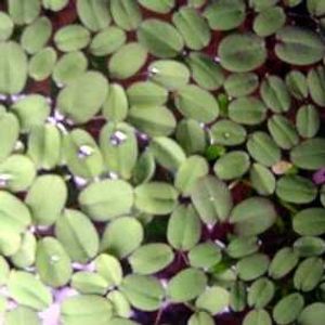 10 x paproć kępkowa (Salvinia auriculata) przeciwko glonom