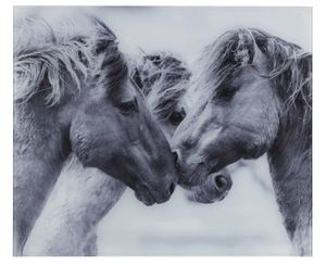 WENKO Herd Glas Rückwand HORSES Pferde Küchen Spritz Schutz Wand 60x50 cm