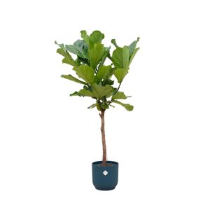Trendyplants - Ficus Lyrata Stamm inklusive elho Vibes Fold Rund blau - 160 cm - Ø30cm