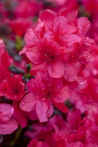 Rhododendron obtusum 'Sabina' C 2 | Japanische Azalee | Winterhart